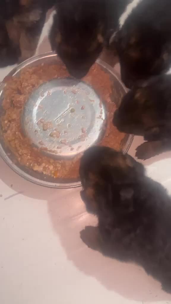 Pastore Tedesco cani in vendita: Cucciolata di pastore tedesco di alta qualità  - Video 4