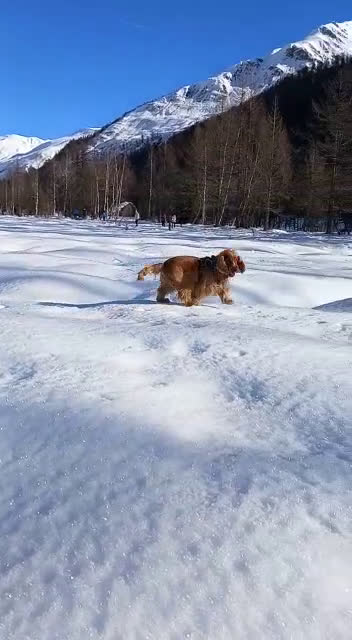 Cocker cani per accoppiamento: Cocker Spaniel maschio pronto per accoppiamento  - Video 1