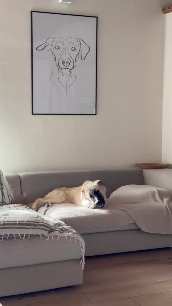 Meticcio cani in regalo: Cerchiamo urgente stallo casalingo postoperatorio  - Video 3
