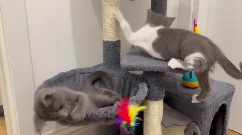 Certosino gatti in regalo: Licya   e Charlie  gattini dolcissimi - Video 1