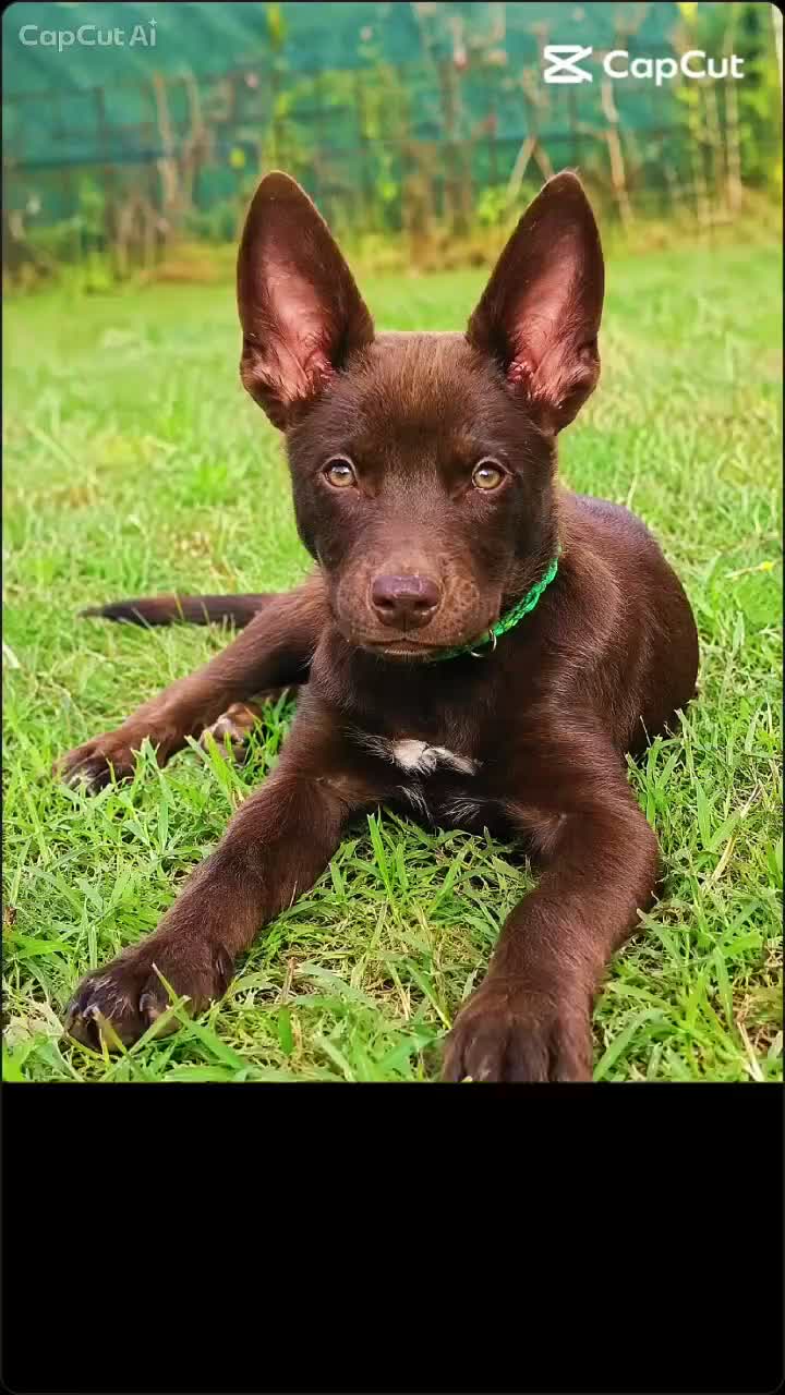 Australian Kelpie cani in vendita: Cuccioli Australian Kelpie  a Provincia di Siena - Video 2