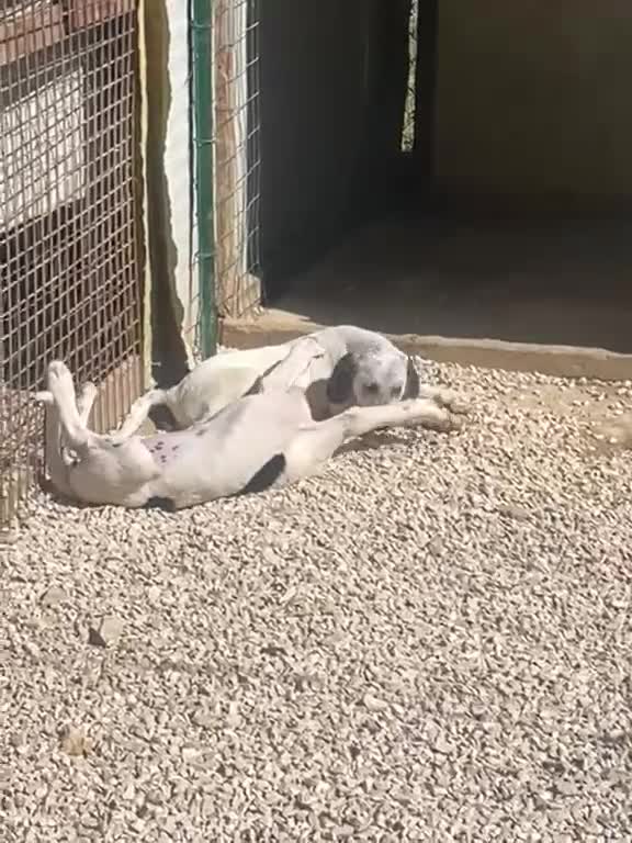 Meticcio cani in regalo: LA TENERISSIMA SIRYA ASPETTA TE - Video 3