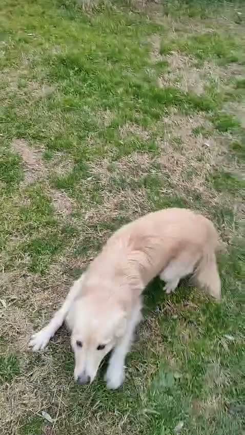 Meticcio cani in regalo: LUCKY COTONE adora le persone dinamiche - Video 1