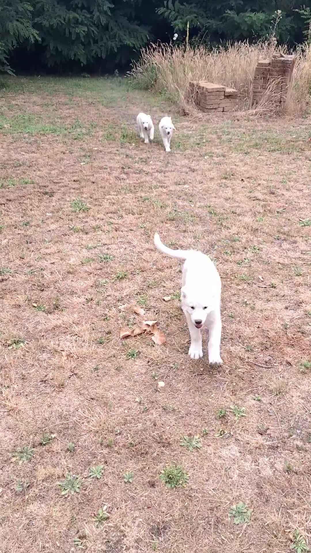 Pastore Abbruzzese Maremmano cani in vendita: Cuccioli di pastore maremmano - Video 3