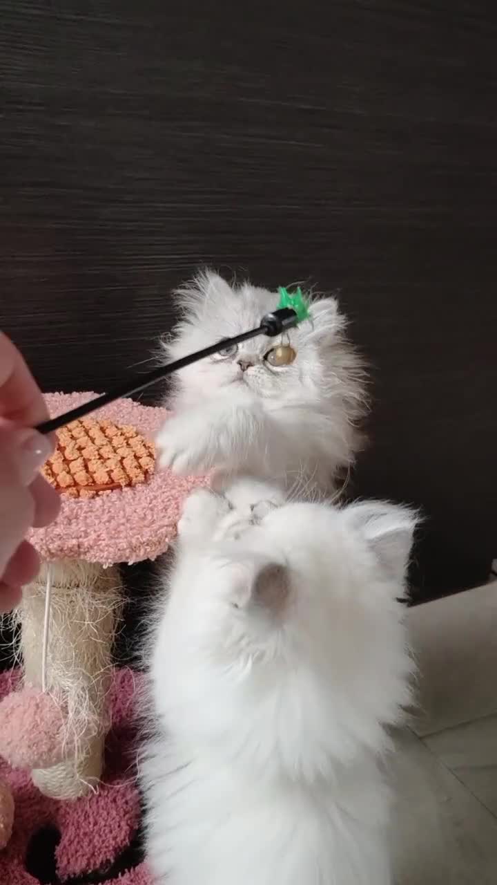Persiano gatti in vendita: Cucciola persiana  - Video 2