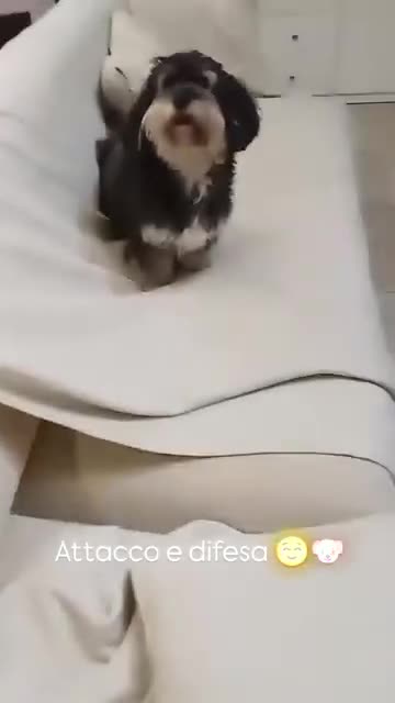 Volpino Italiano cani in regalo: Adozione urgente per cagnolini piccola taglia - Video 1