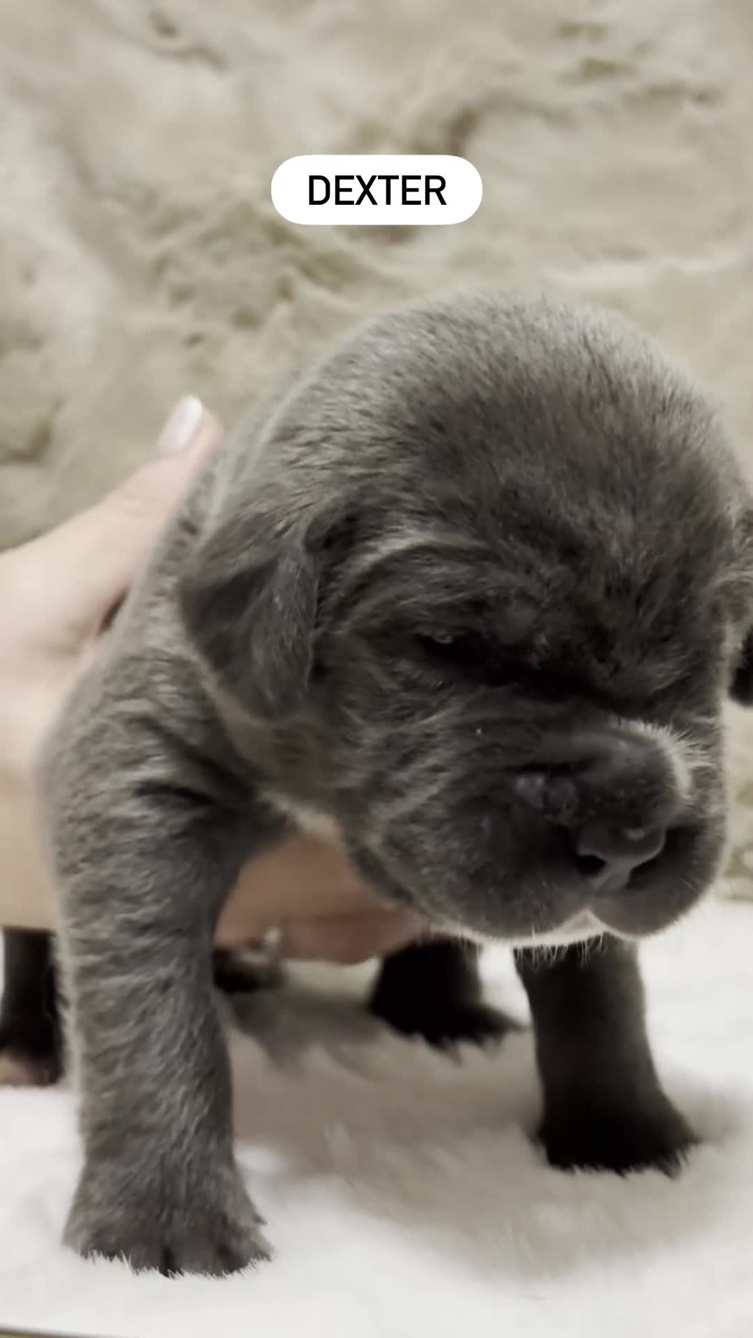 Cane Corso cani in vendita: Cuccioli di Cane Corso  - Video 1
