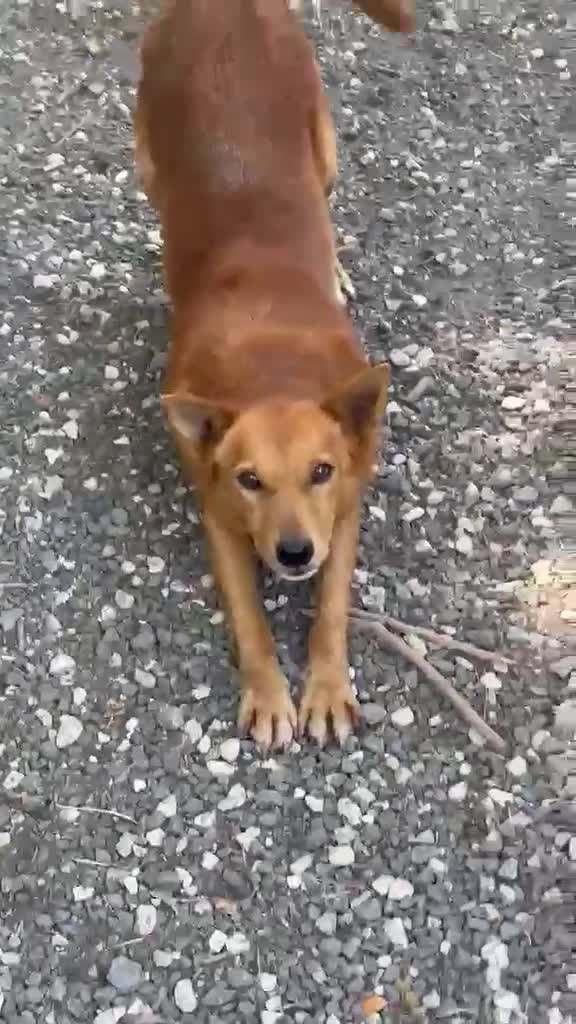 Meticcio cani in regalo: Il cagnolino x tutti, 11/12 chili, 3 anni  - Video 2