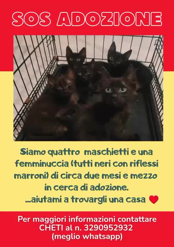Meticcio gatti in regalo: AIUTIAMOLI A TROVATE UNA CASA 🏠!!!!! - Video 1