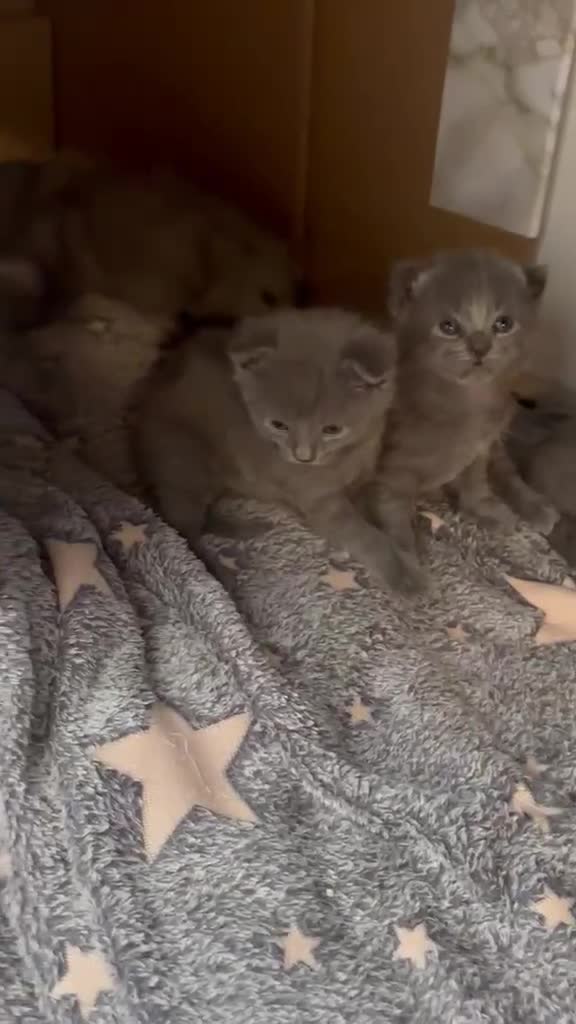 Certosino gatti in vendita: Splendidi cuccioli di Certosino con pedigree  a Provincia di Modena - Video 1