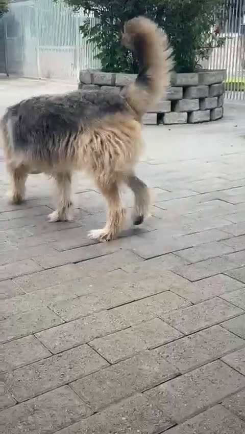 Meticcio cani in regalo: SPANK BRIARD - Video 1