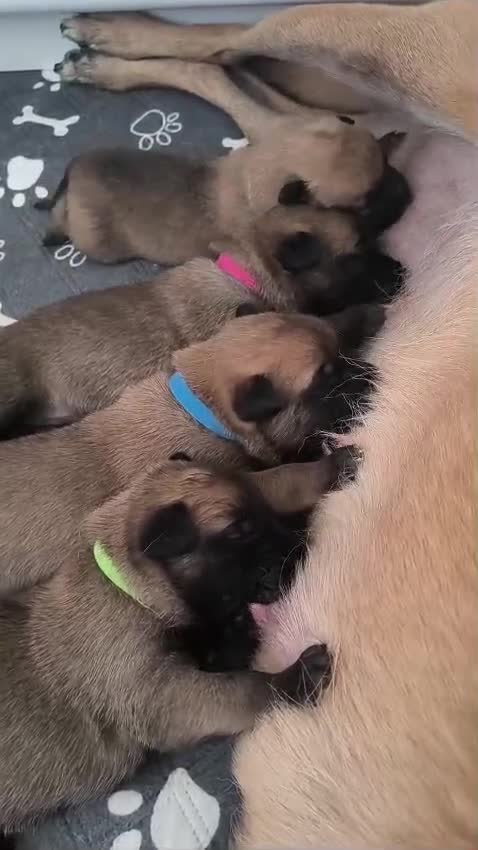 Pastore Belga cani in vendita: Pastore belga malinois  a Città metropolitana di Milano - Video 1