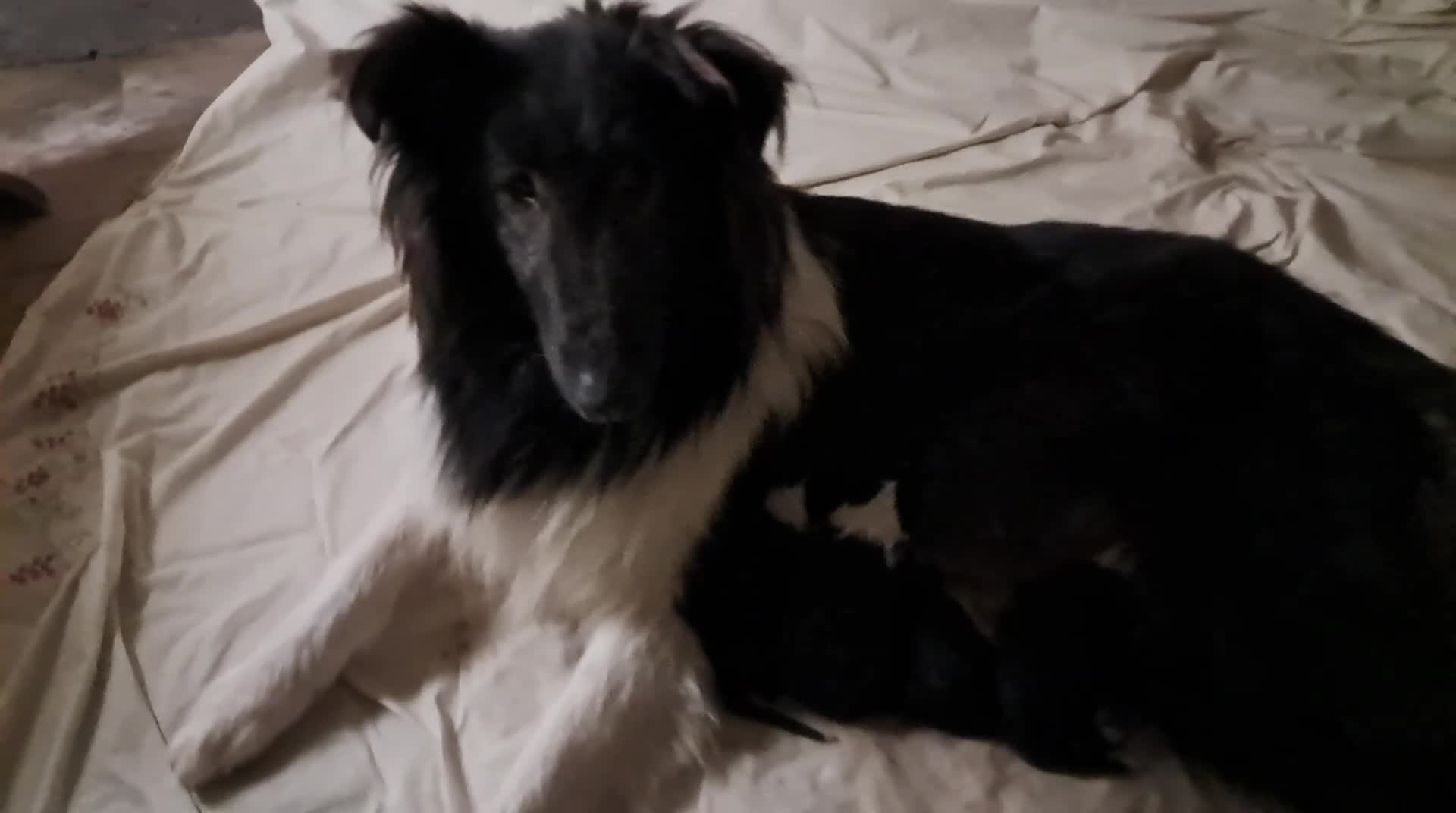Collie cani in vendita: Cuccioli purissimi pastore scozzese selezionati  - Video 1