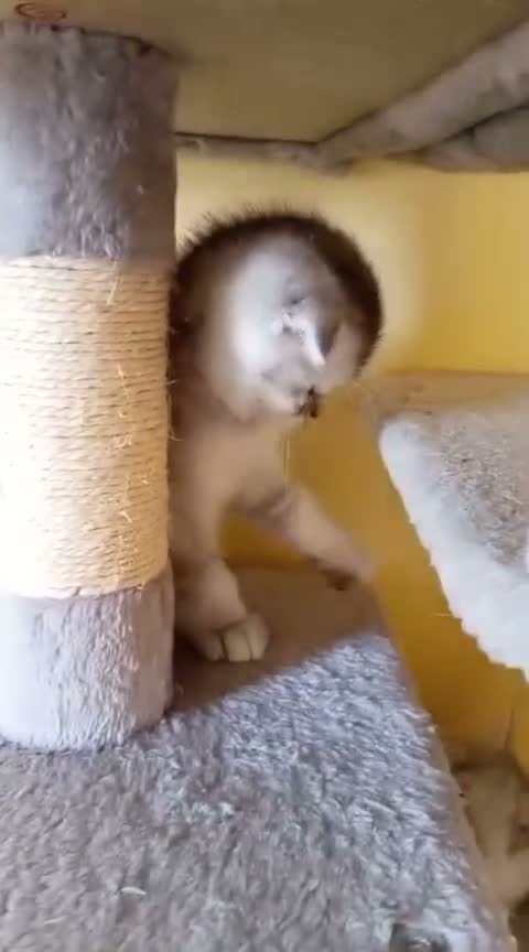 Scottish gatti in vendita: Disponibili Cuccioli Scottish - Video 1