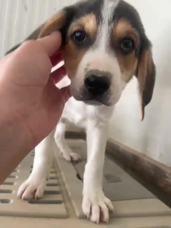 Meticcio cani in regalo: SELENE ELETTRA SIRYA - Video 1