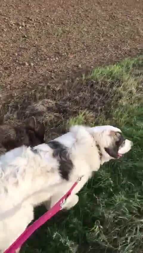 Meticcio cani in regalo: GGG un tenerone! tg grande a Provincia di Bergamo - Video 1