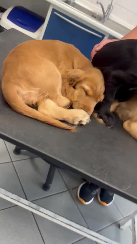 Cocker cani in vendita: Cocker Spaniel  - Video 1