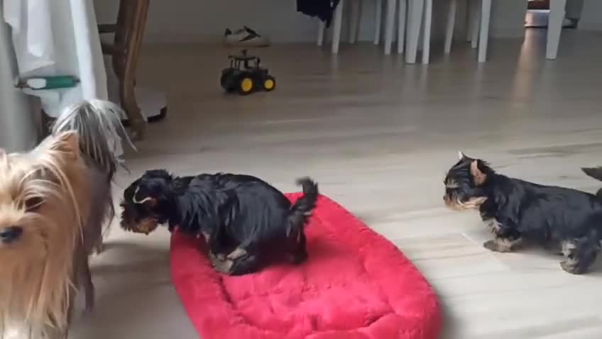 Yorkshire cani in vendita: Yorkshire toy a Provincia di Campobasso - Video 1