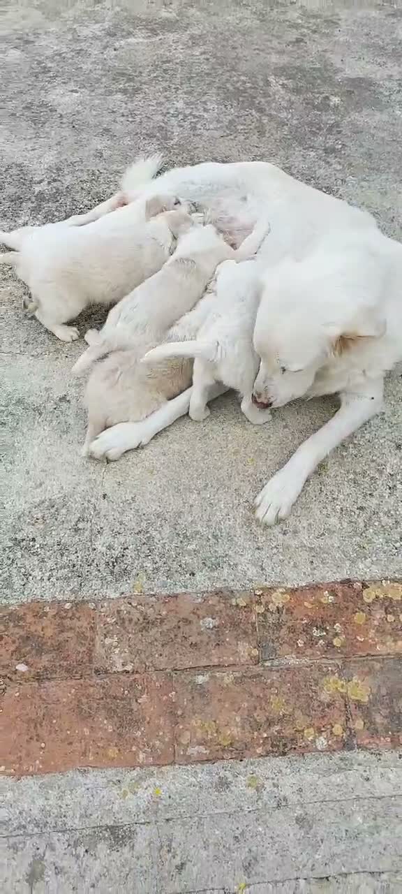 Meticcio cani in regalo: Deliziosi cuccioli cercano casa a Città metropolitana di Palermo - Video 1