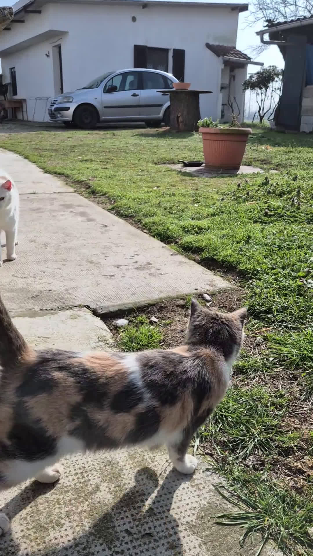 Certosino gatti in vendita: Micina - Video 1