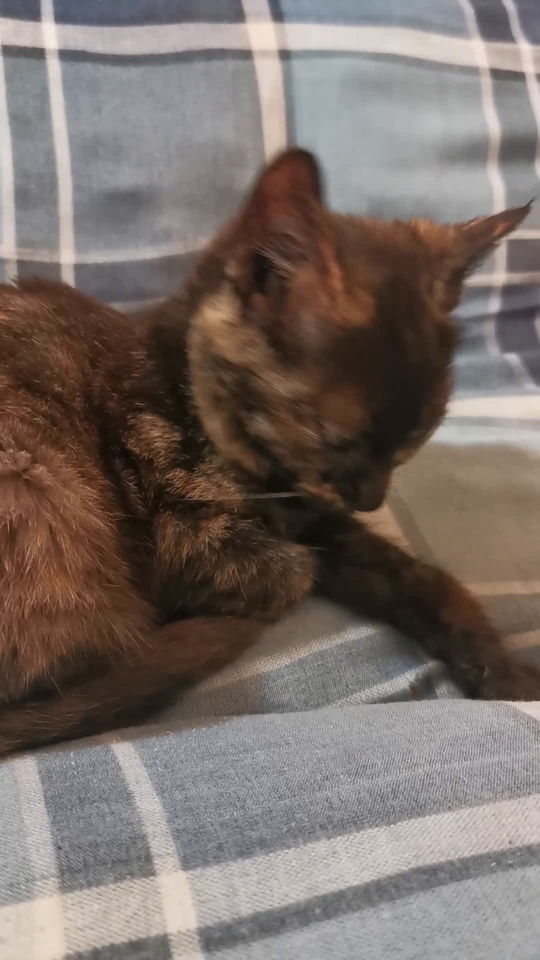 Meticcio gatti in regalo: Gattina Calico Tricolore - Video 1