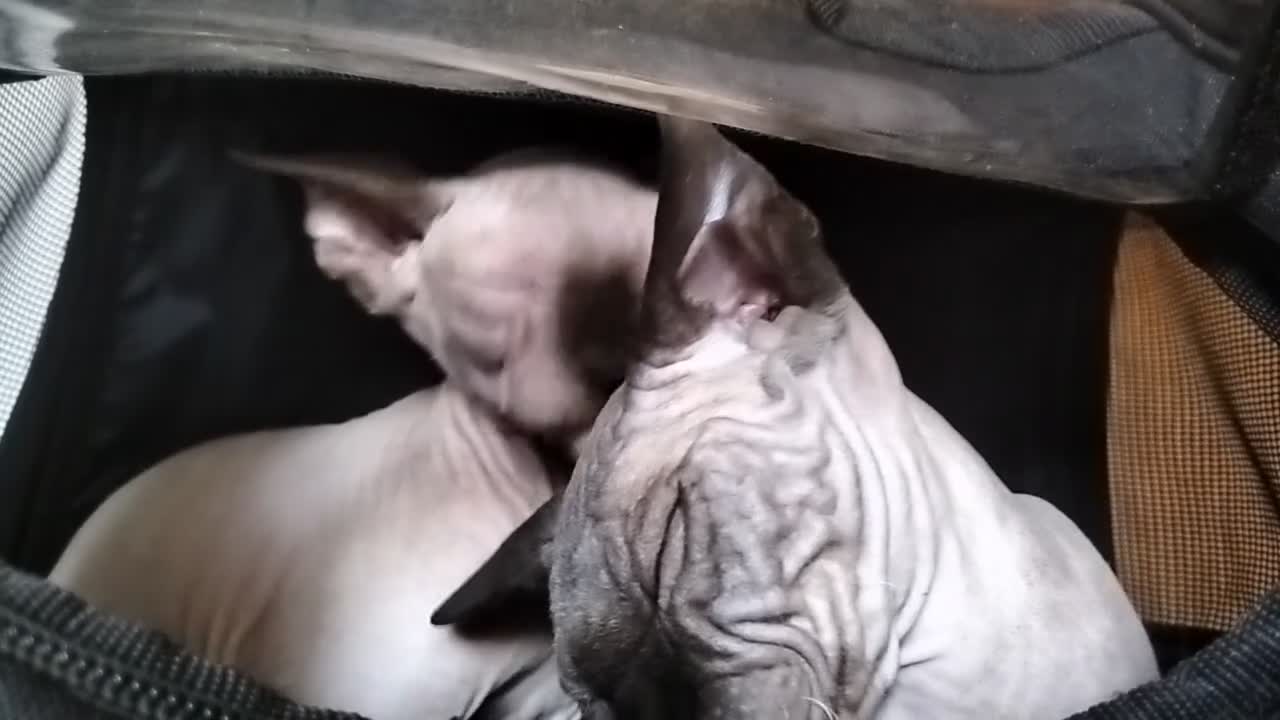 Sphynx gatti in vendita: Gatto Sphynx  - Video 1