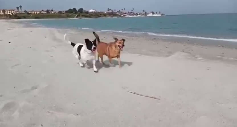 Meticcio cani in regalo: Jessy: simpatica nonnina cerca nuova famiglialia  - Video 1