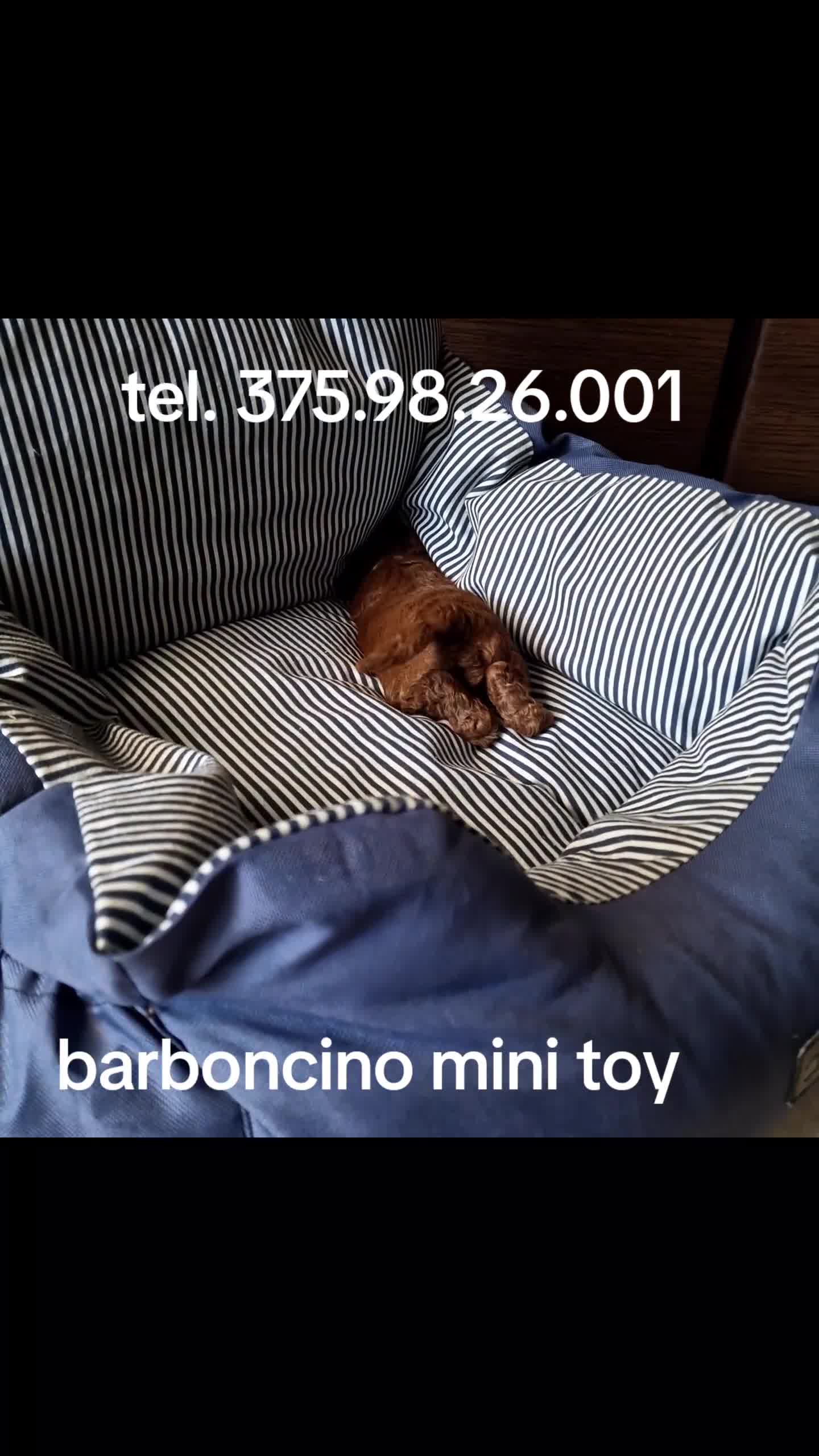 Barboncino Toy cani in vendita: Barboncino mini toy  / Teacup  red brown  - Video 4