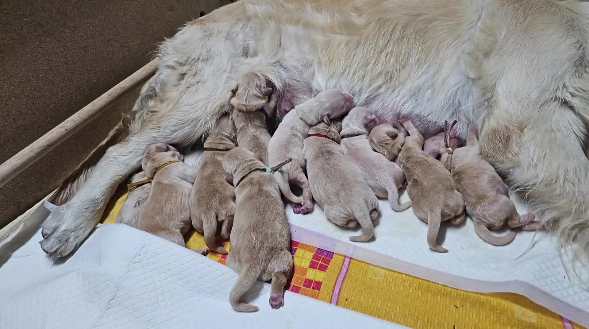 Golden Retriever cani in vendita: Golden linea inglese  - Video 1