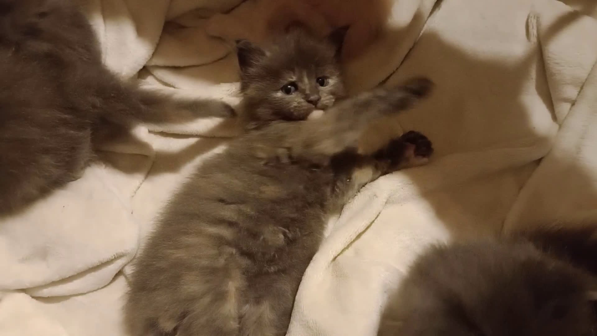 Maine Coon gatti in vendita: Cuccioli di Maine Coon  - Video 1