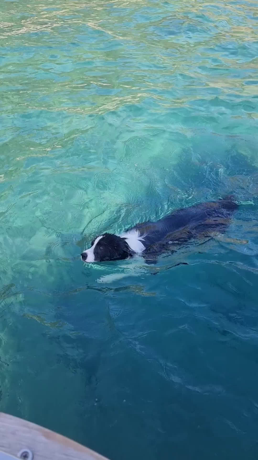 Bearded Collie cani per accoppiamento: border collie per monta - Video 2