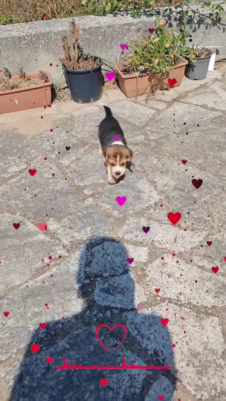 Beagle cani in vendita: Cuccioli di Beagle taglia piccola in standard  a Città metropolitana di Sassari - Video 5