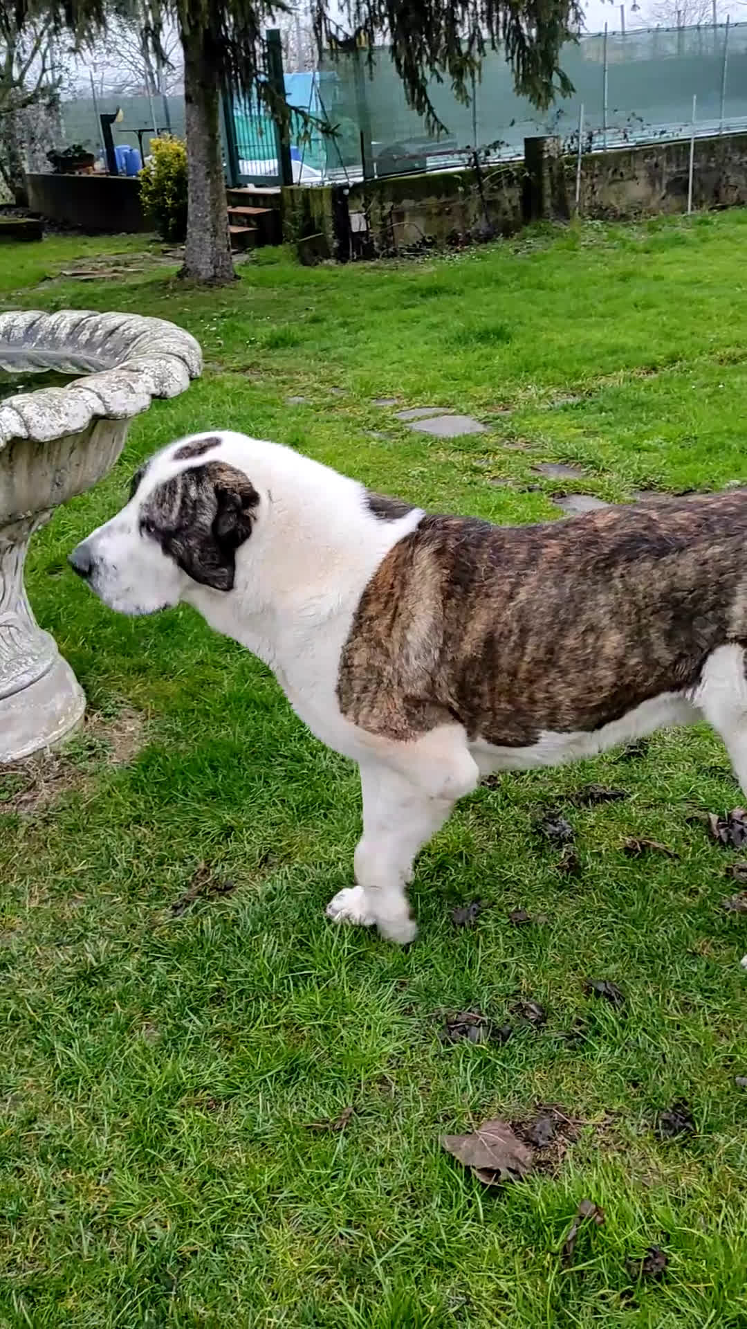 Pastore Asia Centrale cani in vendita: Regalo a recupero spese cuccioli di Asia Centrale  - Video 5