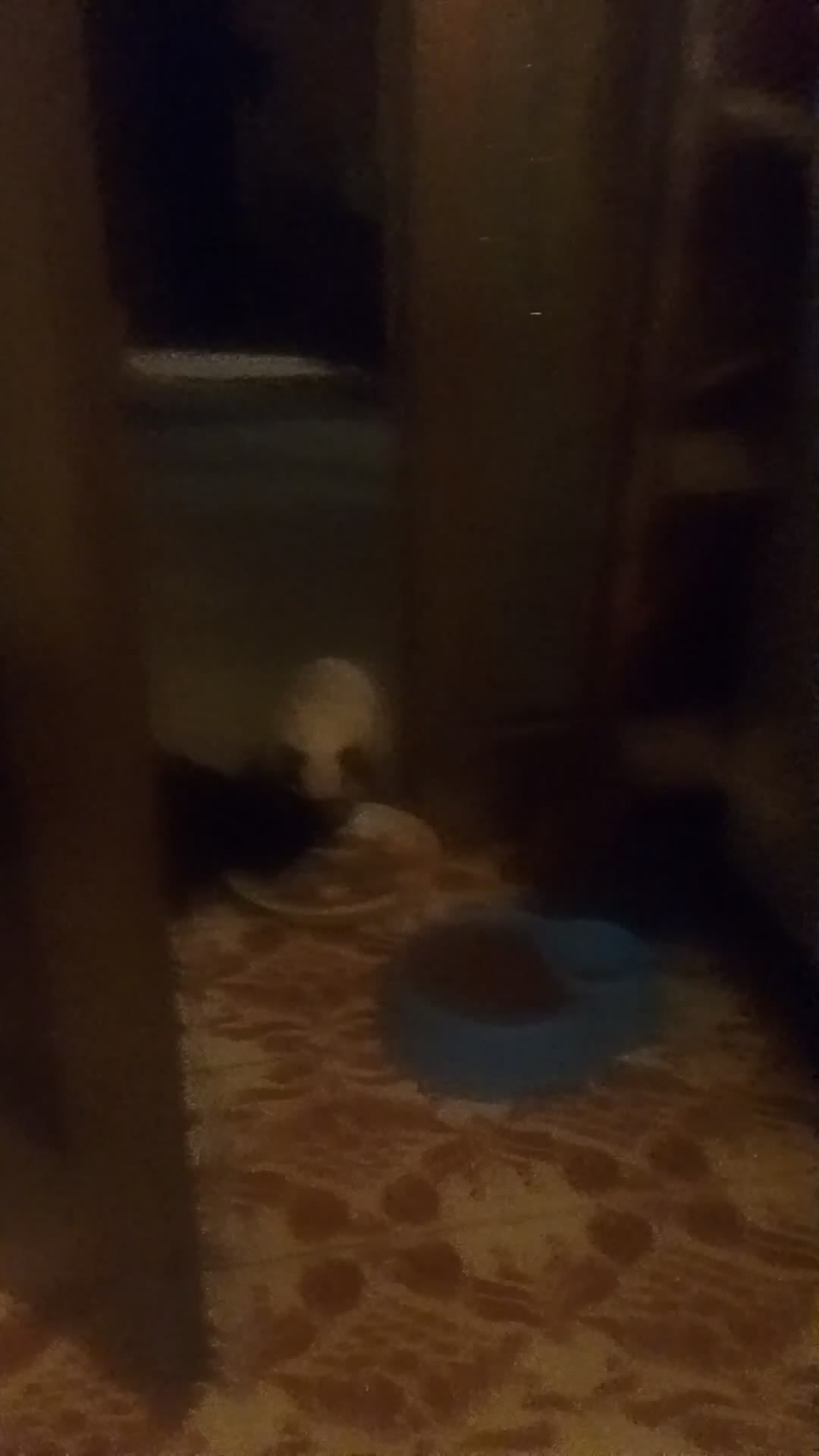 Siamese gatti in vendita: VENDO DUE  SIMIL SIAMESI STUPENDI!!  - Video 1