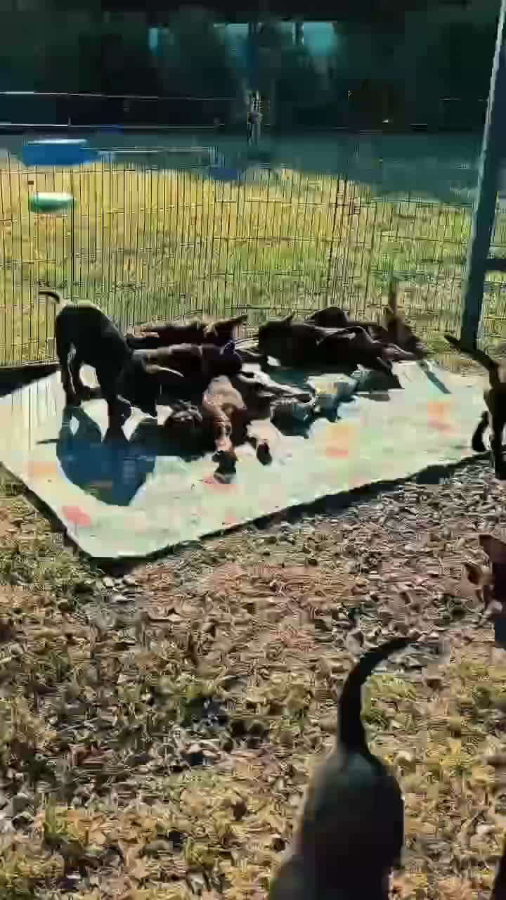 Australian Kelpie cani in vendita: Cuccioli Australian Kelpie  a Provincia di Siena - Video 3