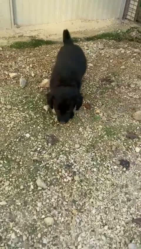 Meticcio cani in regalo: ZAFFIRO - Video 4