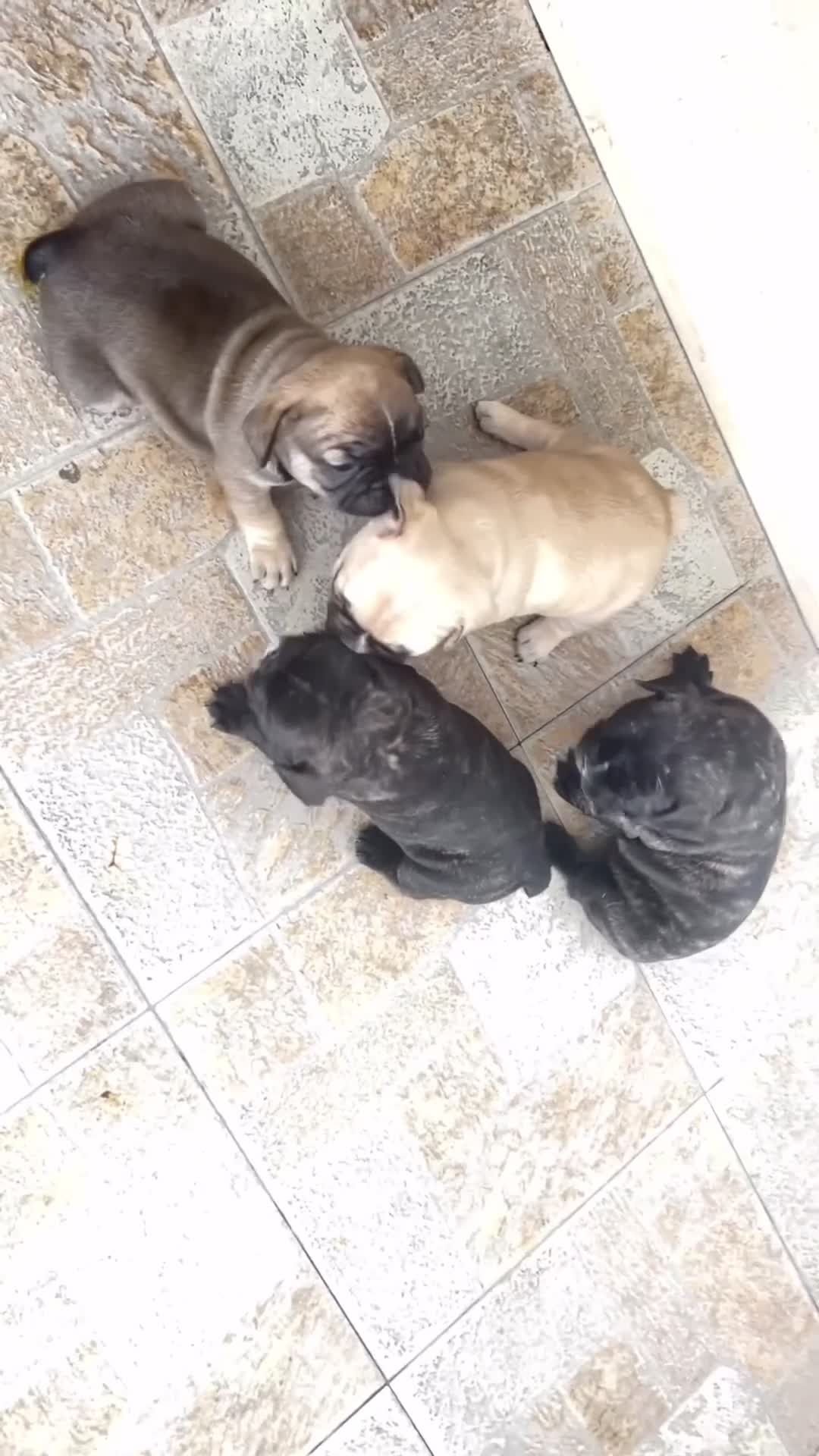 Bulldog Francese cani in vendita: Bulldog francese  - Video 1