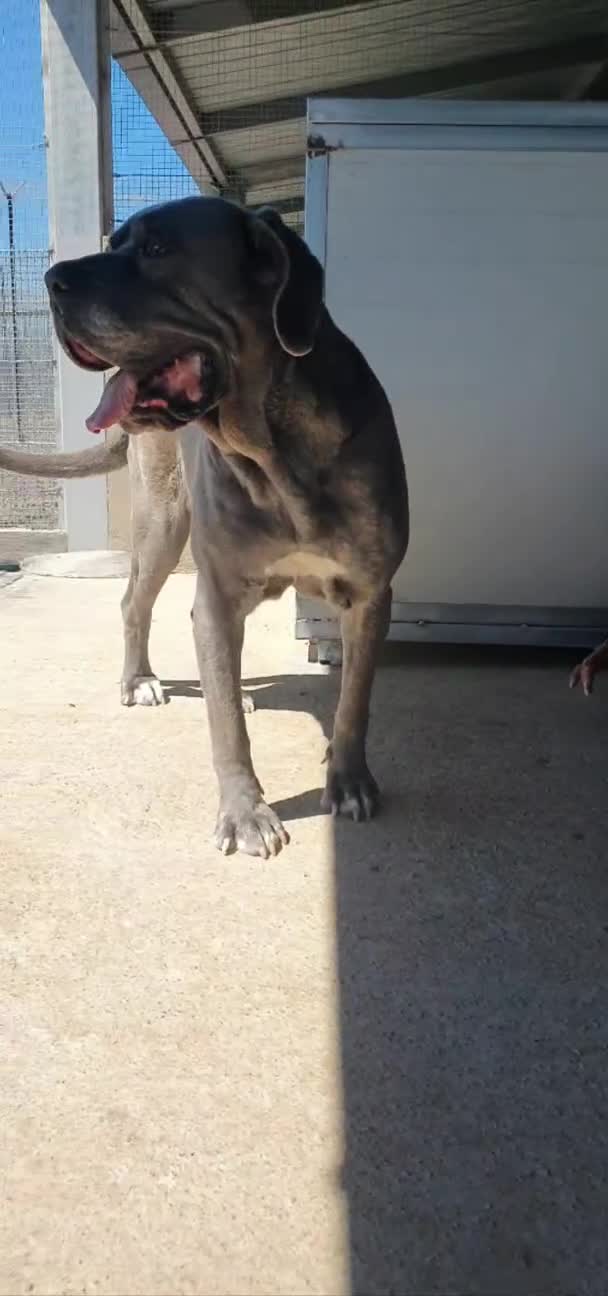 Cane Corso cani in regalo: Teresa, cane corso in canile - Video 3