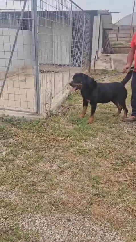 Rottweiler cani in regalo: Ares: 5 anni, Rottweiler equilibrato, socievole  a Città Metropolitana di Genova - Video 2