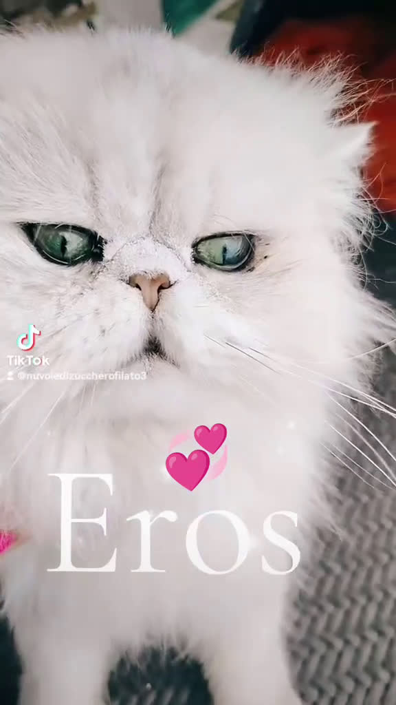 Persiano gatti in vendita: Gattini persiani chinchilla occhi verdi smeraldo  - Video 2