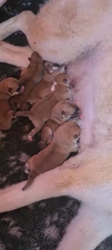 Akita Inu cani in vendita: ULTIMA CUCCIOLA DISPONIBILE DI AKITA INU LOMBARDIA - Video 1
