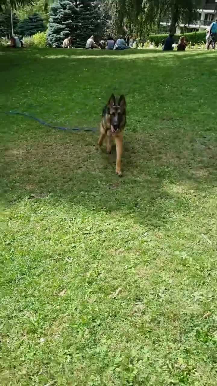 Pastore Tedesco cani in vendita: Pastore Tedesco femmina 11 mesi – Linea bellezza a Provincia di Caserta - Video 1