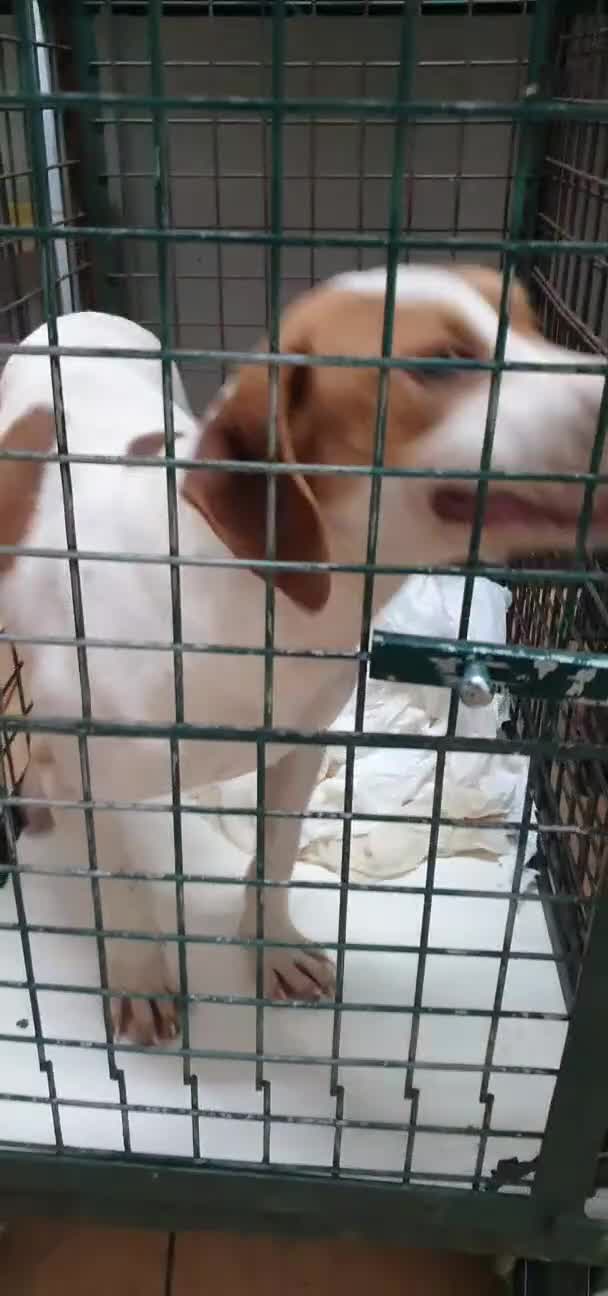Beagle cani in regalo: Thor, Beagle cucciolo in canile - Video 1