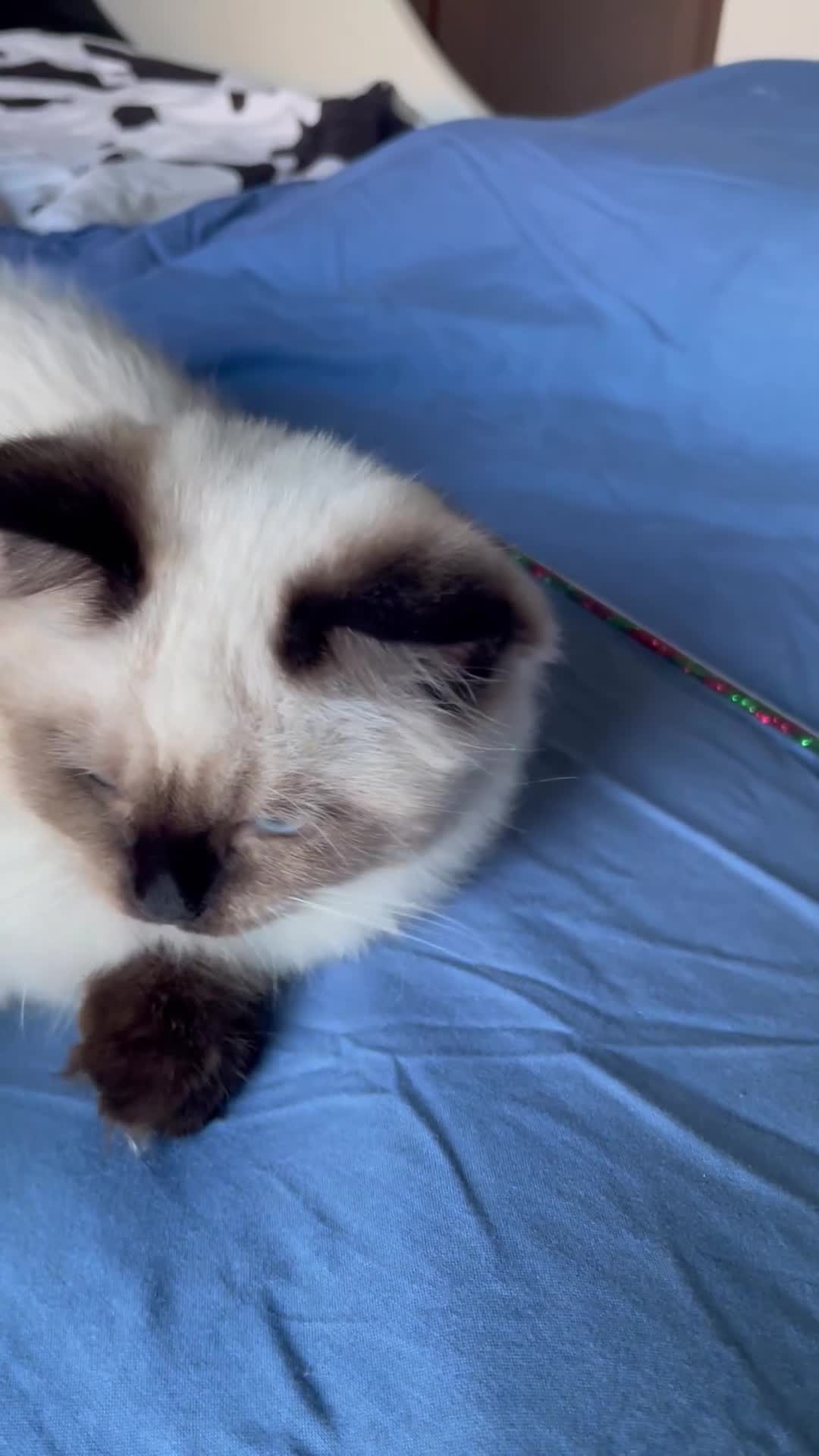Ragdoll gatti in vendita: Cuccioli Ragdoll con pedigree  - Video 2