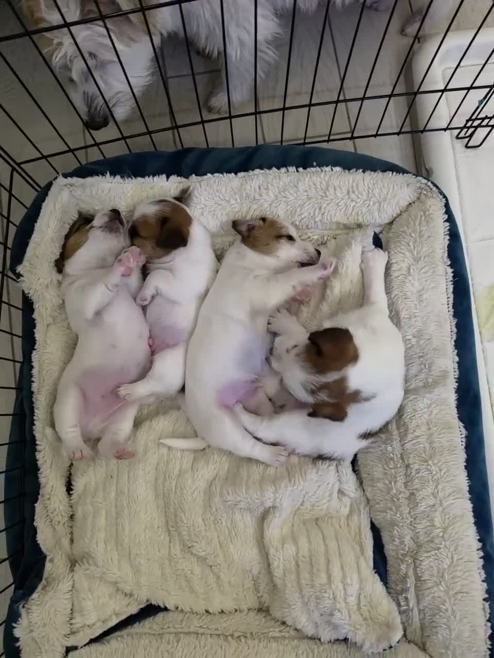 Jack Russell cani in vendita: 🐾 JACK RUSSELL TERRIER – PELO RUDIVO/BROKEN –  🐾 - Video 1