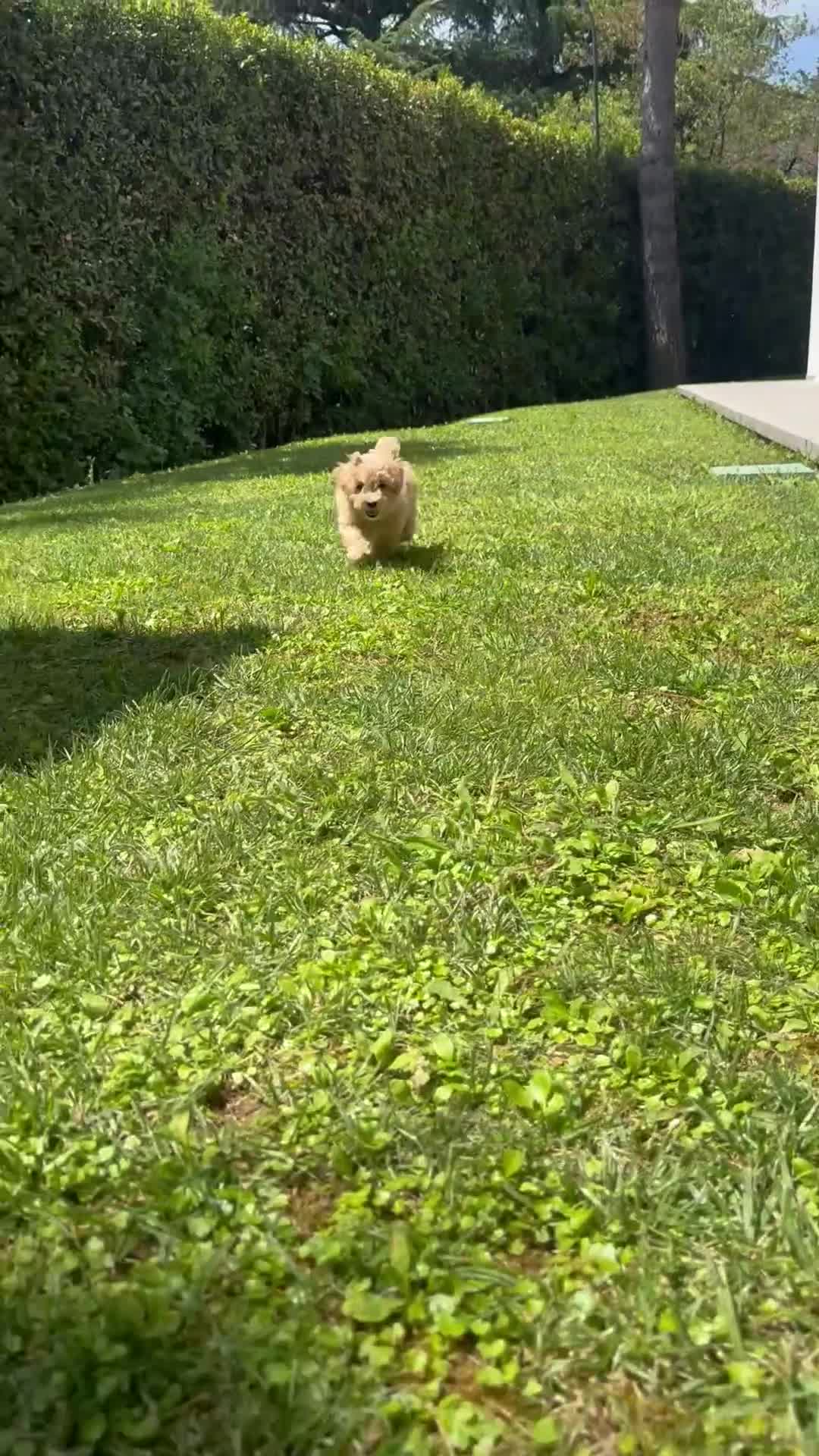 Maltipoo cani in vendita: Maltipoo in pronta consegna  - Video 1