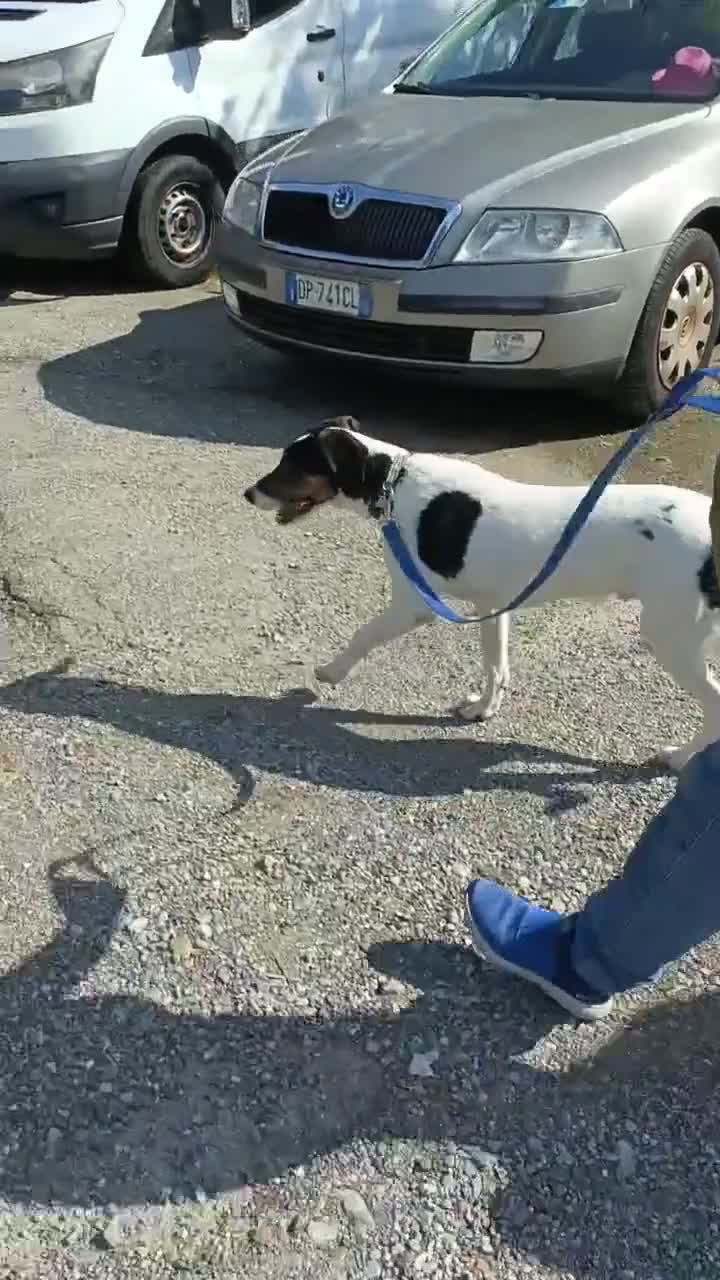 Meticcio cani in regalo: Magic  a Provincia di Monza e della Brianza - Video 1