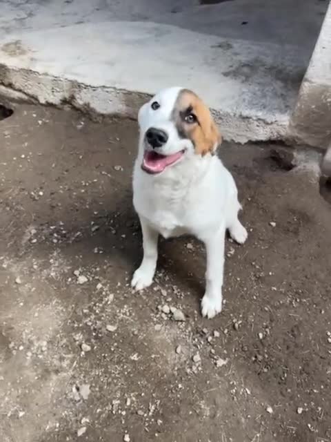 Meticcio cani in regalo: MASCHERINA gioiosa e solare tg mediopicc. - Video 1