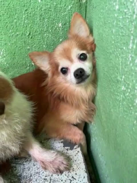Chihuahua cani in regalo: CHIHUAHUA mix, pelo lungo - Video 1