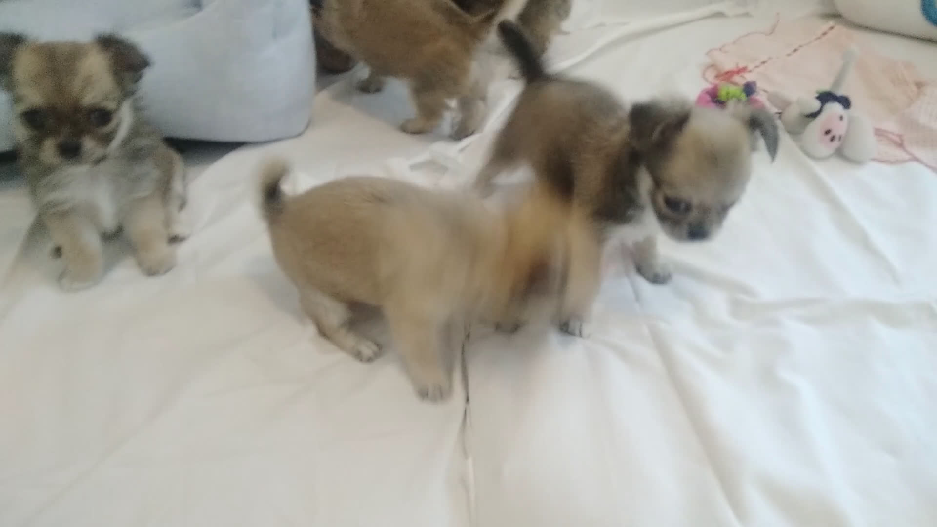 Chihuahua cani in vendita: Chihuahua Femmina a pelo lungo con Pedegree Enci  - Video 1